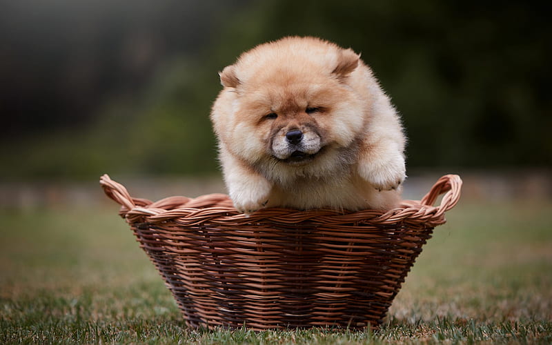 chow-chow, little fluffy puppy, little cute dog, basket, green grass, cute animals, dogs, HD wallpaper