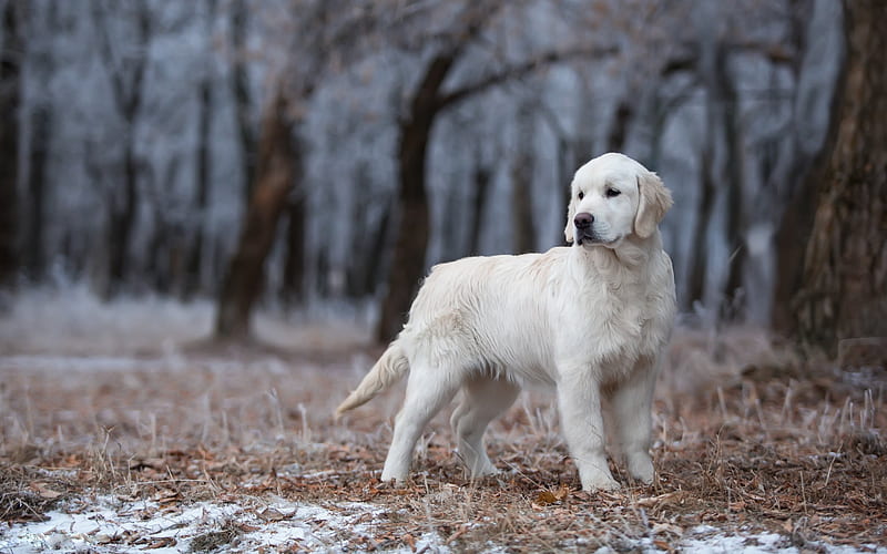 dog, labrador, cute animals, autumn, winter, golden retriever, HD wallpaper