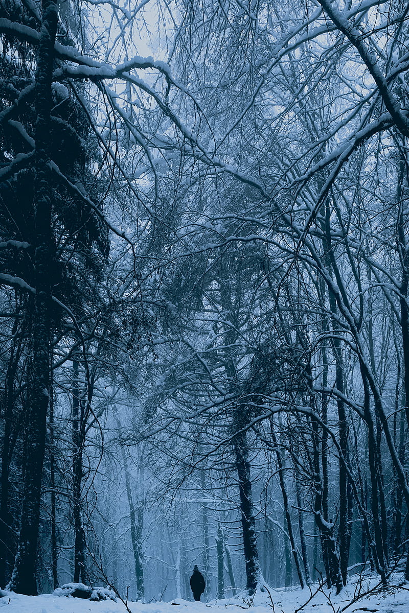 forest, man, alone, snow, winter, HD phone wallpaper