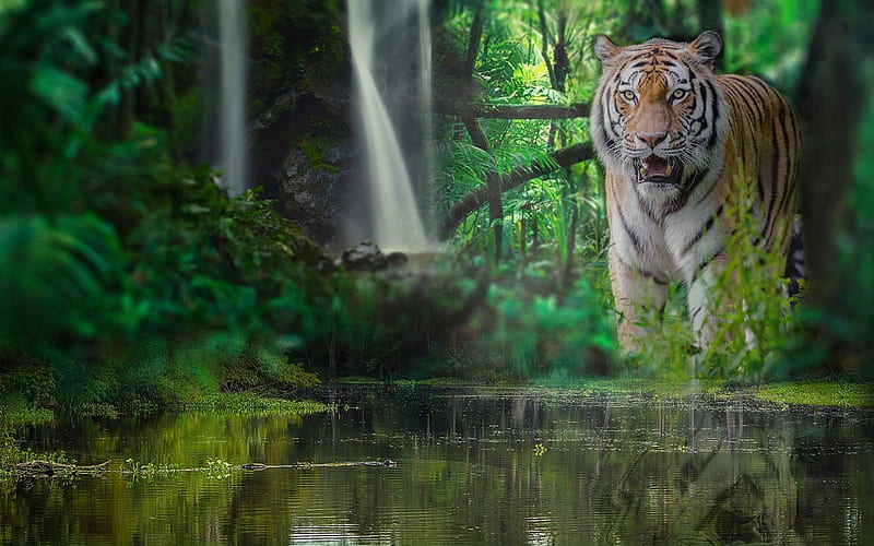 Tiger, wildlife, predator, jungle, river, forest, HD wallpaper
