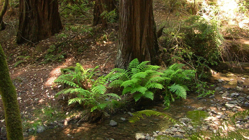 Muir Woods Fern Creek, forest, tree, muir woods, fern, creek, redwood, HD wallpaper