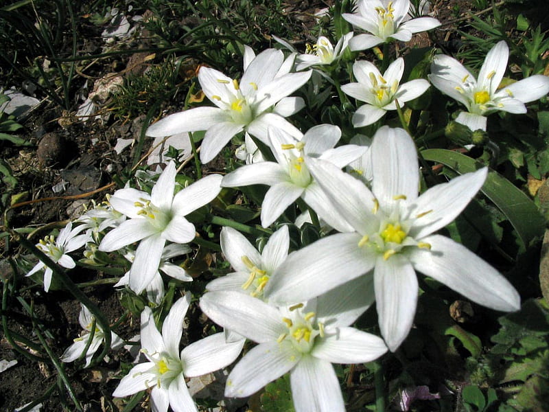 White Edelweiss, wild, flower, nature, white, wild flower, edelweiss, HD wallpaper