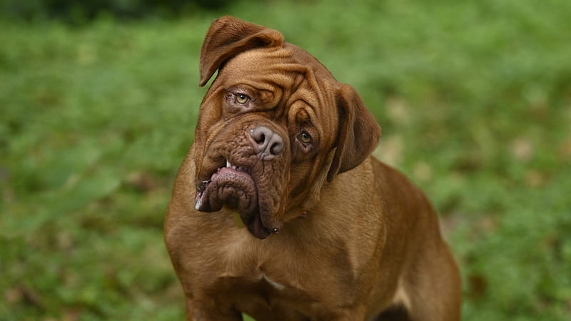 Dog Dogue de Bordeaux Turner & Hooch, HD wallpaper