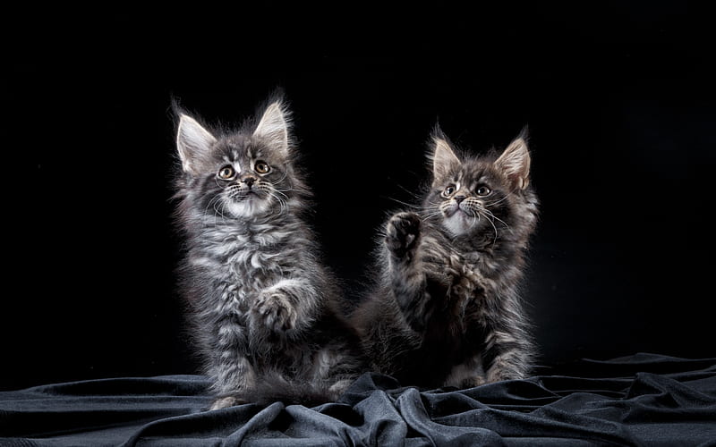 Maine Coon, two kittens, cute furry animals, gray kittens, young cats, fluffy cats breed, HD wallpaper