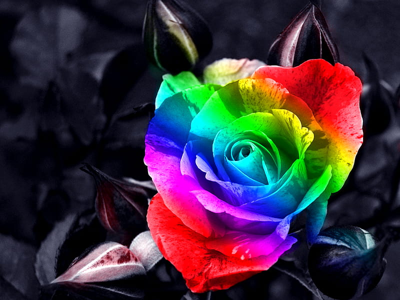 Rainbow Rose, red, rose, yellow, bonito, rainbow, graphy, green, flowers, beauty, pink, flowerbed, blue, roses, flower, garden, nature, HD wallpaper