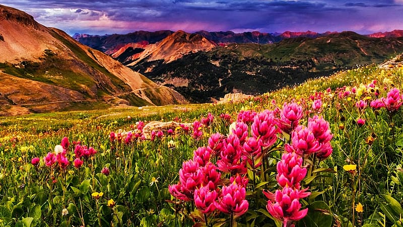 Indian Paintbrush in Colorado Mountains, mountains, sky, usa, clouds, blossoms, landscape, rocks, HD wallpaper