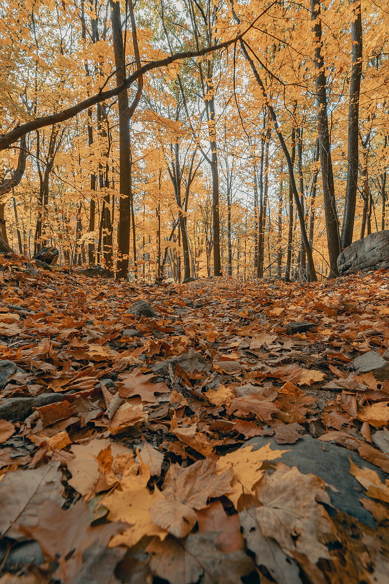forest, autumn, trees, foliage, fallen leaves, HD phone wallpaper