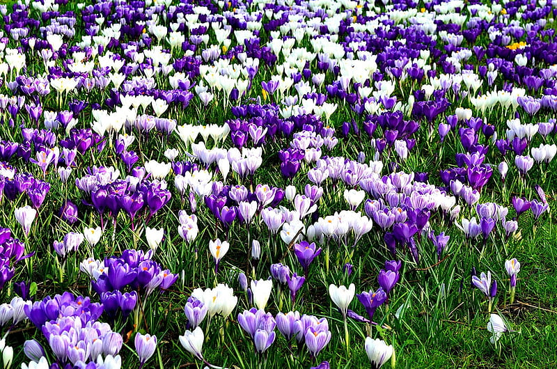 Sea of spring flowers, pretty, grass, bonito, carpet, floral, sea, nice, flowers, crocus, lovely, fresh, delight, spring, freshness, nature, meadow, field, HD wallpaper