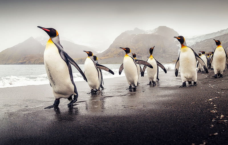 King Penguins, nature, penguins, animal, King, HD wallpaper