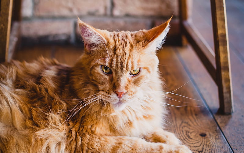 Maine Coon ginger cat, yellow eyes, fluffy cat, cute animals, ginger Maine Coon, pets, cats, domestic cats, Maine Coon Cat, HD wallpaper