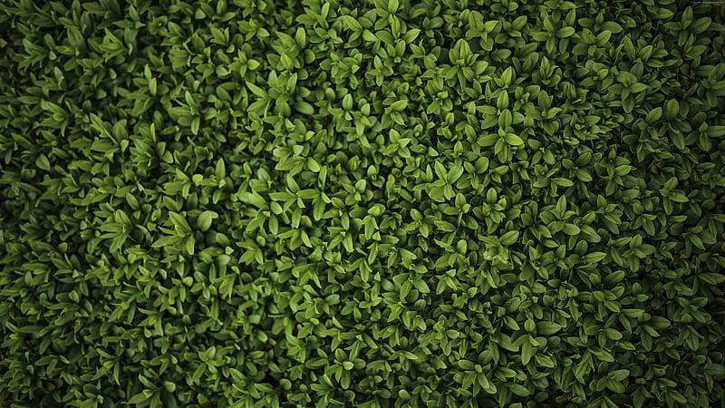 Green Plants Leaves , green, plants, leaves, nature, HD wallpaper