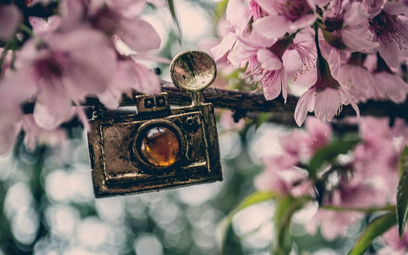 *** Old camera ***, camera, tree, flowering, spring, HD wallpaper