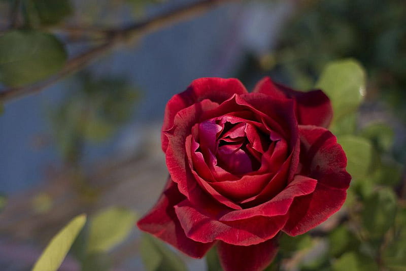 Rose, flower, nature, leaves, HD wallpaper | Peakpx