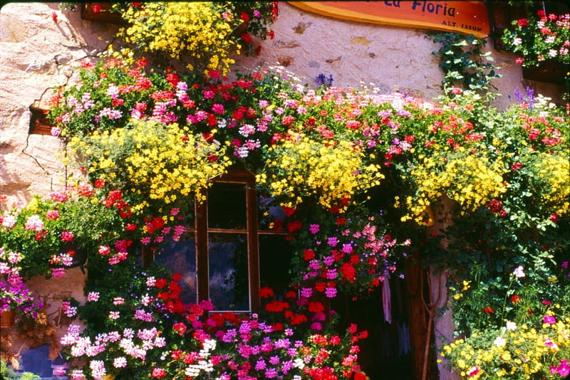 Pub Flowers, French Alps, house, window, blossoms, colors, entrance, door, HD wallpaper