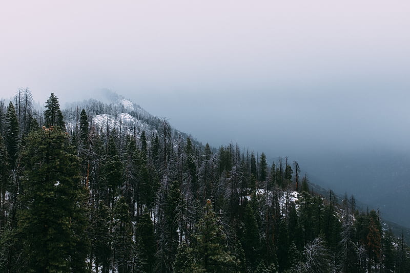 mountain, peak, forest, fog, snow, trees, HD wallpaper