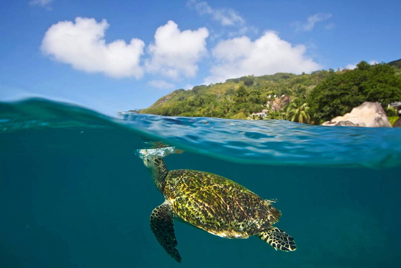 Turtle in Blue Island Lagoon, underwater, polynesia, islands, exotic, ocean, snorkel, turtle, sea, lagoon, beach, marine, paradise, island, tropical, south pacific, blue, HD wallpaper