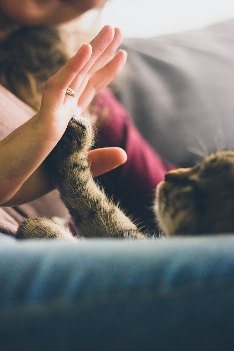 tabby cat touching person's palm, HD phone wallpaper