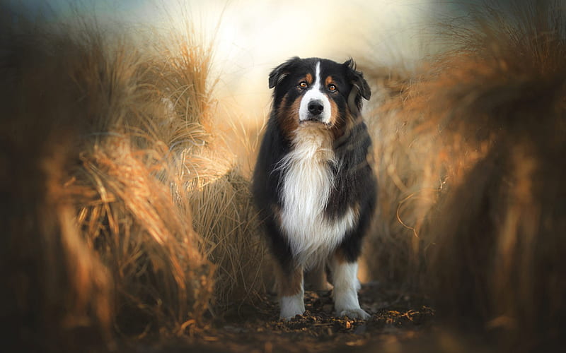 Swiss cattle dog, big fluffy dog, autumn, field, sunset, black dog, pets, dogs, Sennenhund, HD wallpaper