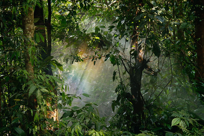 Rainbow in a Rainforest, trees, beam, weather, light, forest, pretty, shade, graphy, U, environment, tropic, rain, HD wallpaper