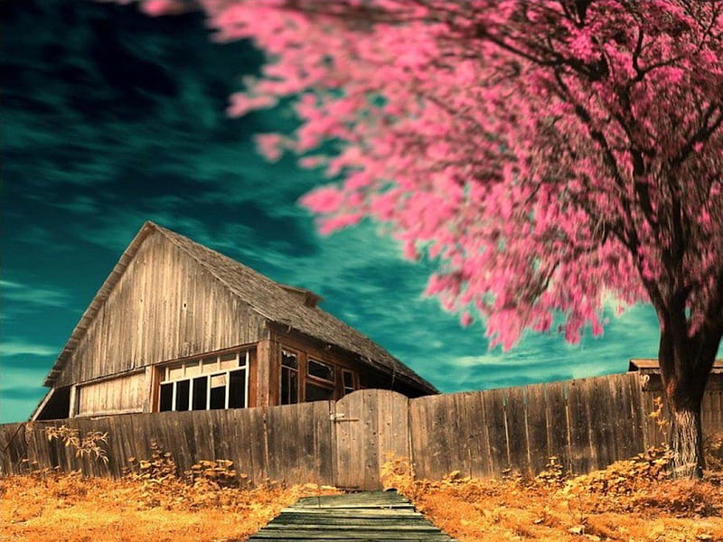 Spring Beauty Breaths Life into Rundown Barn, weathered, abandonded, spring, old, barn, tree, blossom, worn, beauty, pink, HD wallpaper
