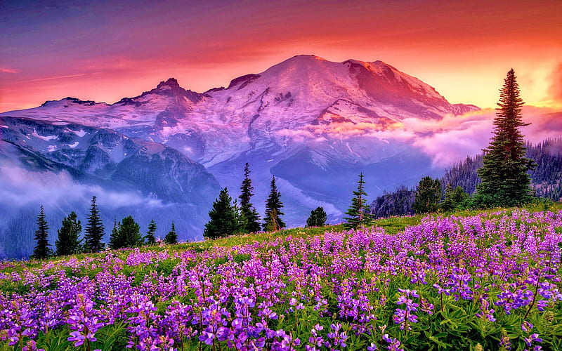 Rainier National Park, Washington, mountains, meadow, usa, colors, flowers, clouds, sky, HD wallpaper