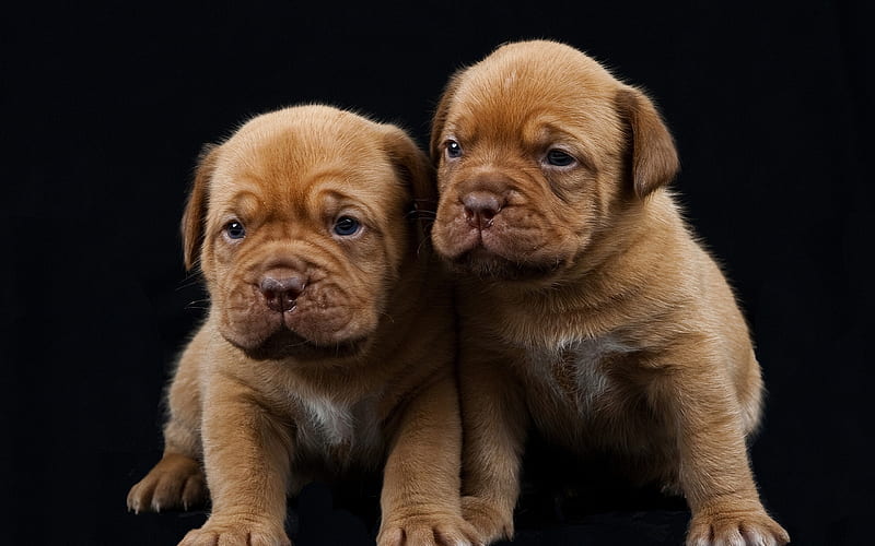 Bordeaux mastiff, puppies, friendship, pets, Dogue de Bordeaux, dogs, French mastiff, HD wallpaper