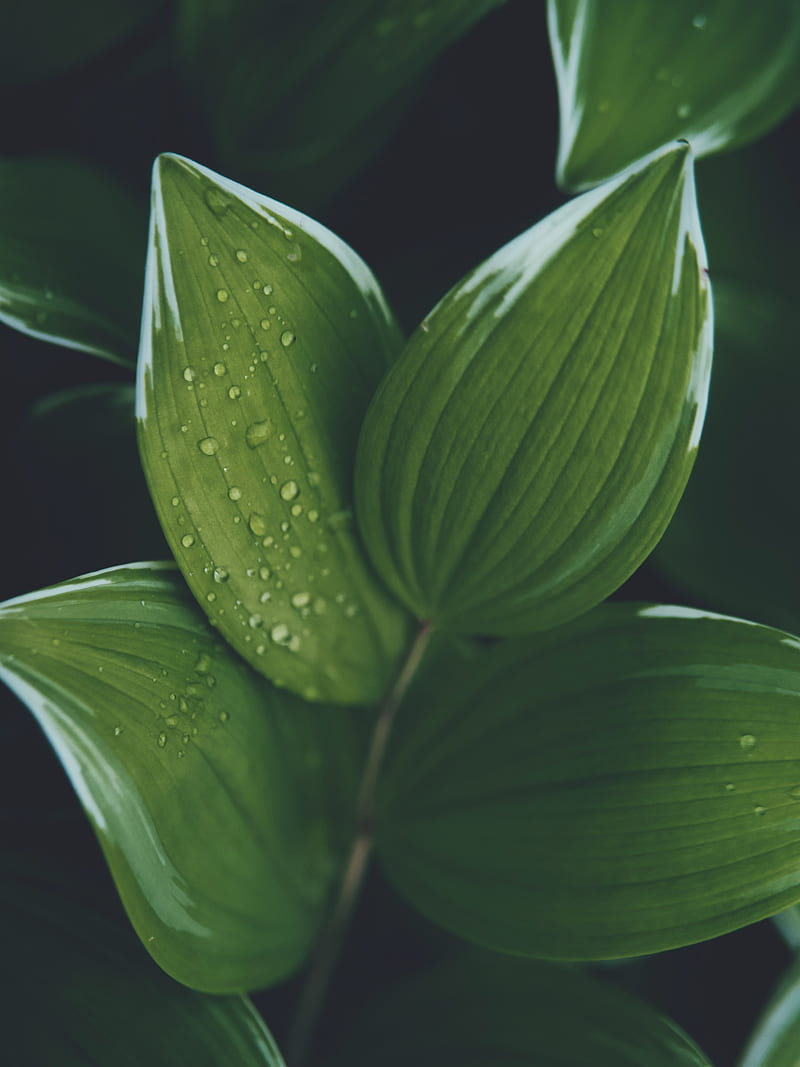 hosta, leaves, drops, water, plant, HD phone wallpaper