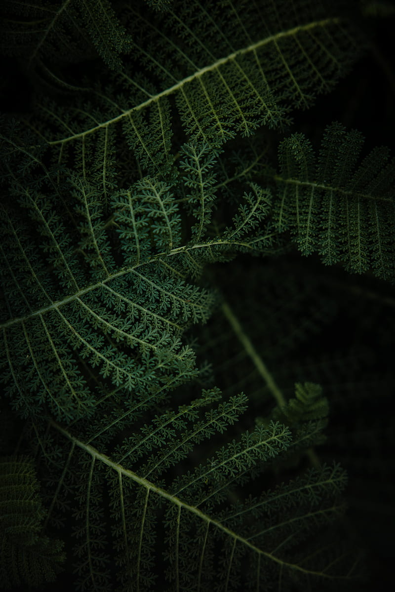 fern, plant, leaves, macro, green, HD phone wallpaper