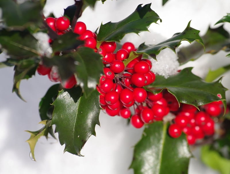 Holly Berries, mistletoe, holly, christmas, berries, HD wallpaper