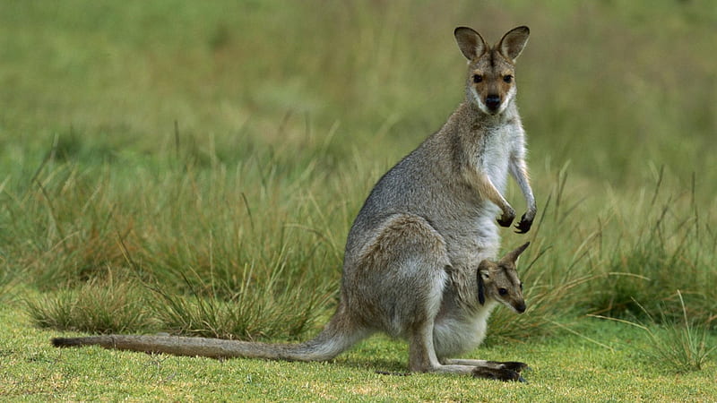 Mama and Baby Kangaroo, australia, kangaroos, wallaby, animals, HD wallpaper