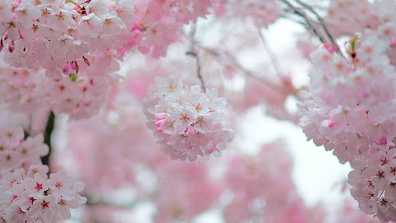 White Pink Cherry Blossom Spring Flowers Blur Background Flowers, HD wallpaper