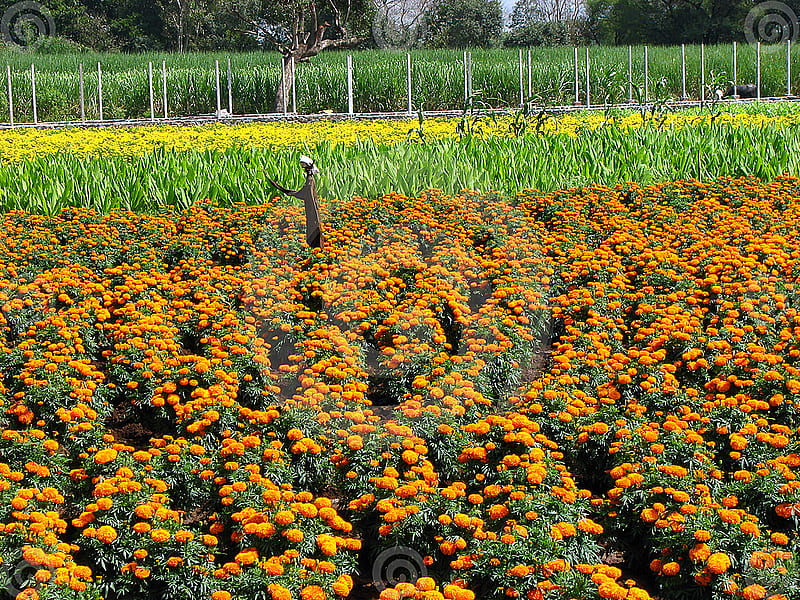 Marigolds fields, lovely, plants, marigolds, flowers, nature, fields