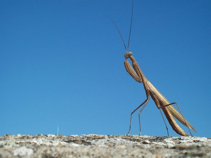 SERMON ON THE MOUNT, brown, praying mantiss, sky, insects, blue, HD wallpaper
