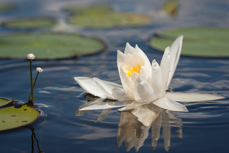 Flowers, Water Lily, Reflection, Water, White Flower, HD wallpaper