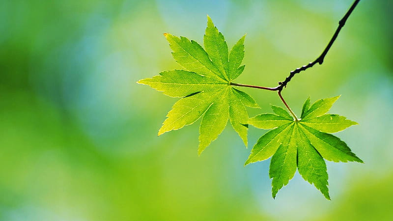 Green Leaves In Blur Green Background Nature, HD wallpaper | Peakpx