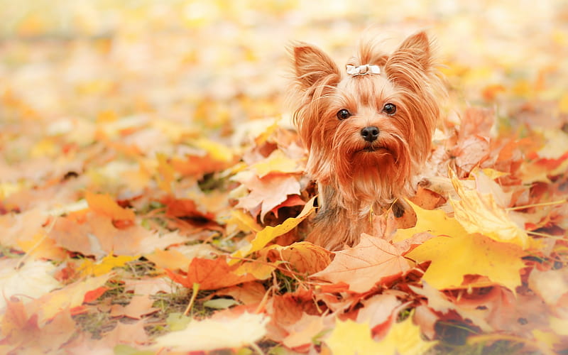 Yorkshire Terrier, autumn, orange, caine, yellow, animal, leaf, cute, puppy, dog, HD wallpaper