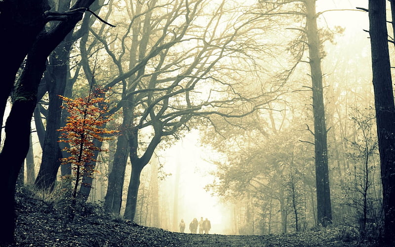 wood fog tree leaves yellow autumn-Natural landscape, HD wallpaper
