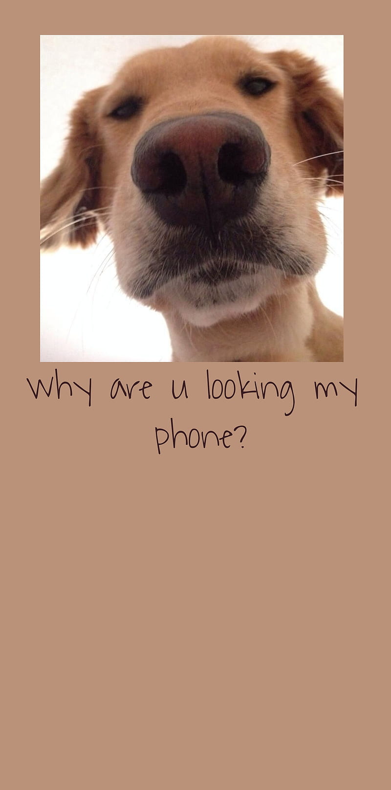 Dog looking at camera, animal, HD phone wallpaper