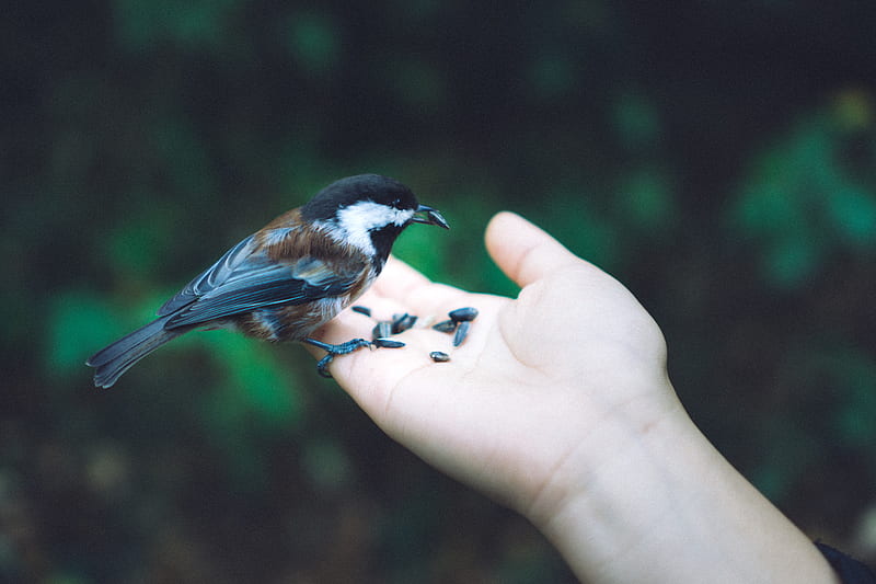 black and brown bird on right human hand, HD wallpaper