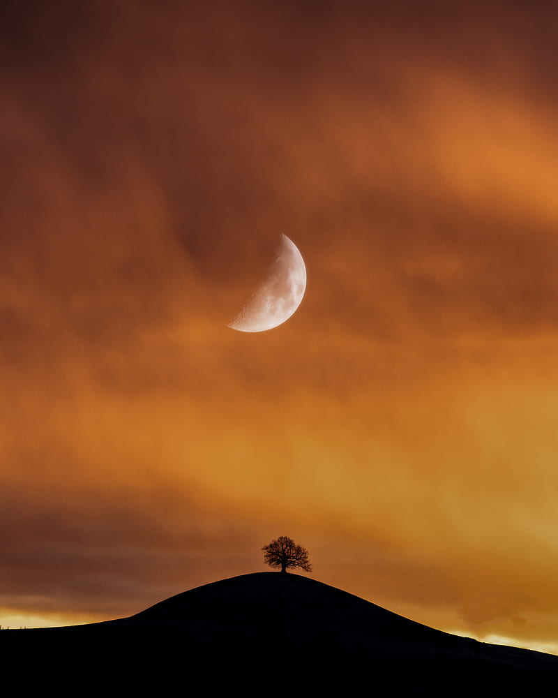 Silhouette Of Tree Under Half Moon, HD phone wallpaper