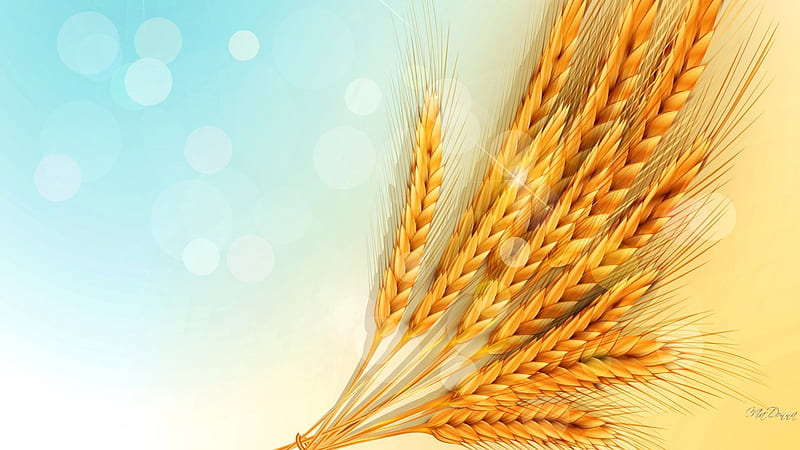 Grain of Life, fall, Bokeh, autumn, grain, health, grass, wheat, crop, nurture, cereal, farmer, summer, oats, blue, HD wallpaper
