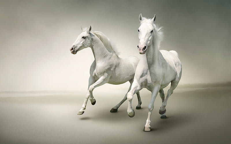 White horses, running horses, white background, horses, HD wallpaper |  Peakpx