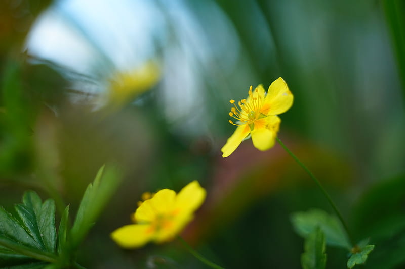 buttercup, flower, petals, yellow, macro, blur, HD wallpaper