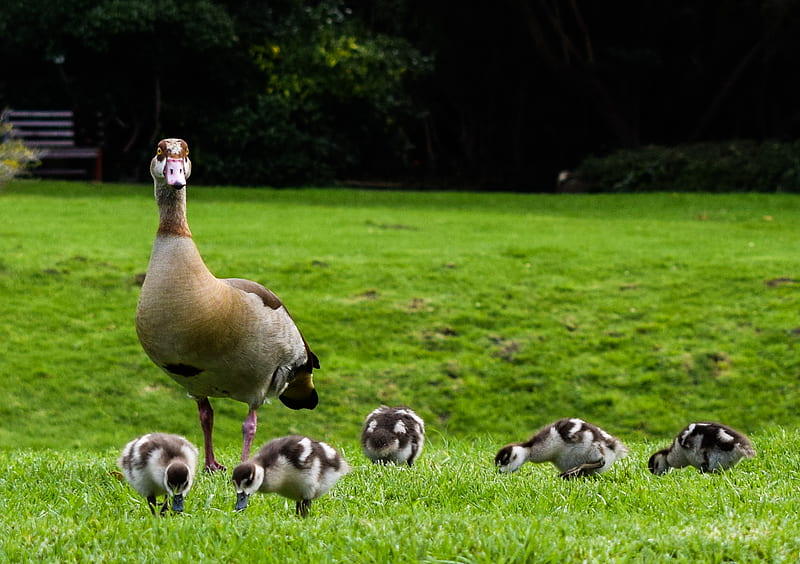 Mother Love, cute, duck, duckling, ducks, geese, goose, grass, mother and child, HD wallpaper