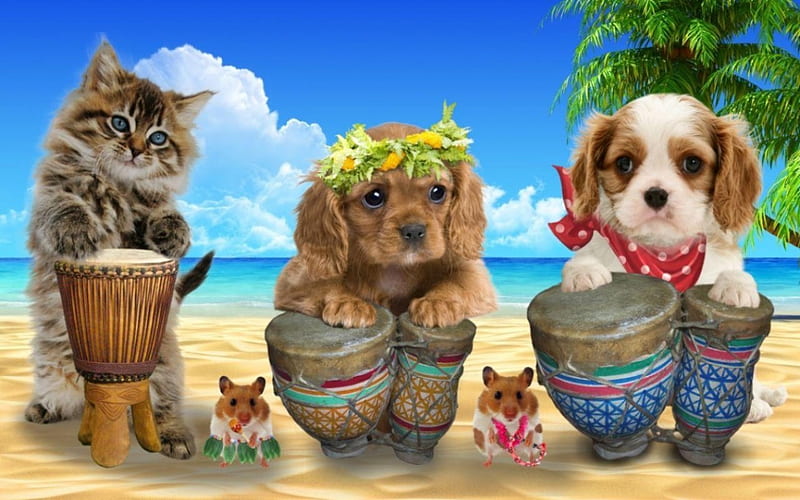 Cute drumers, red, hamster, band, drum, sea, animal, beach, instrument, pisica, dog, puppy, blue, luminos, hawaii, caine, cat, cute, summer, funny, kitten, HD wallpaper