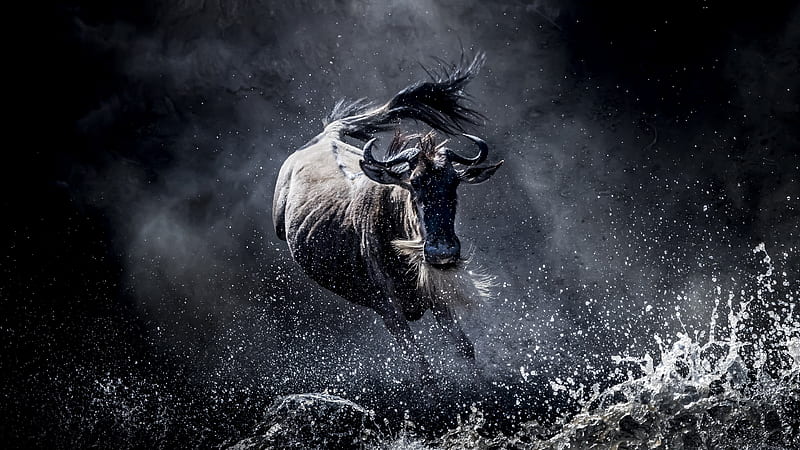 wildebeest, gnu, running, wild, africa, Animal, HD wallpaper