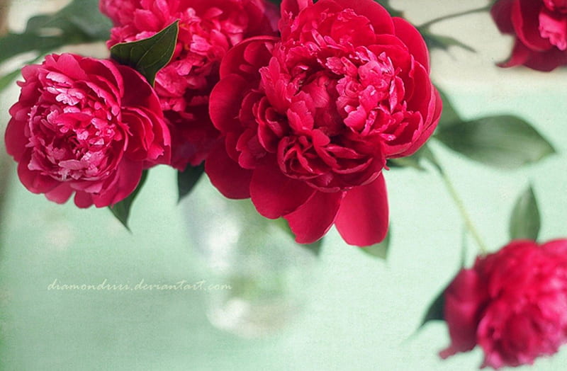 Peonia, red, flowers, nature, peonies, HD wallpaper | Peakpx