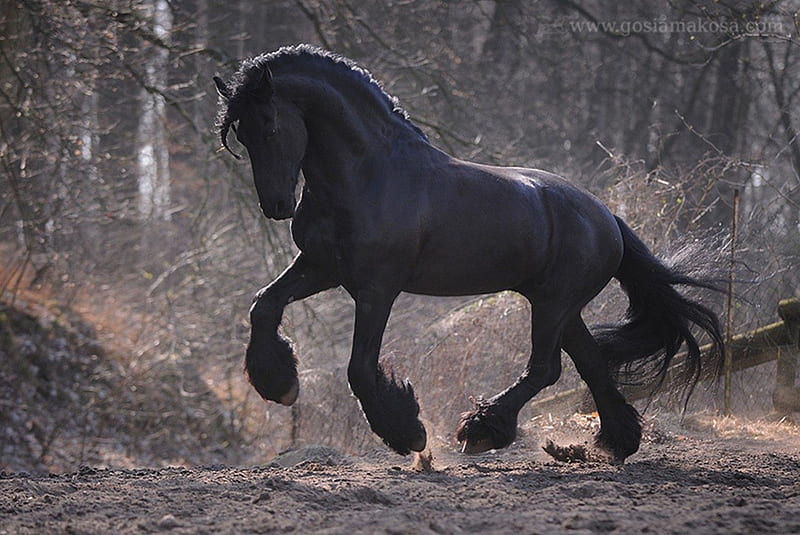 powerful friesian, draft horse, art, running, horses, animal, fast, HD wallpaper