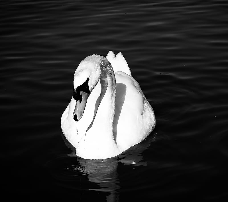 black and white swan, lake, landscape, nature, HD wallpaper