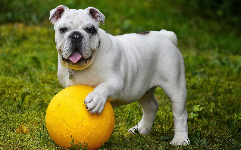 English Bulldog white puppy, small dog, yellow ball, HD wallpaper